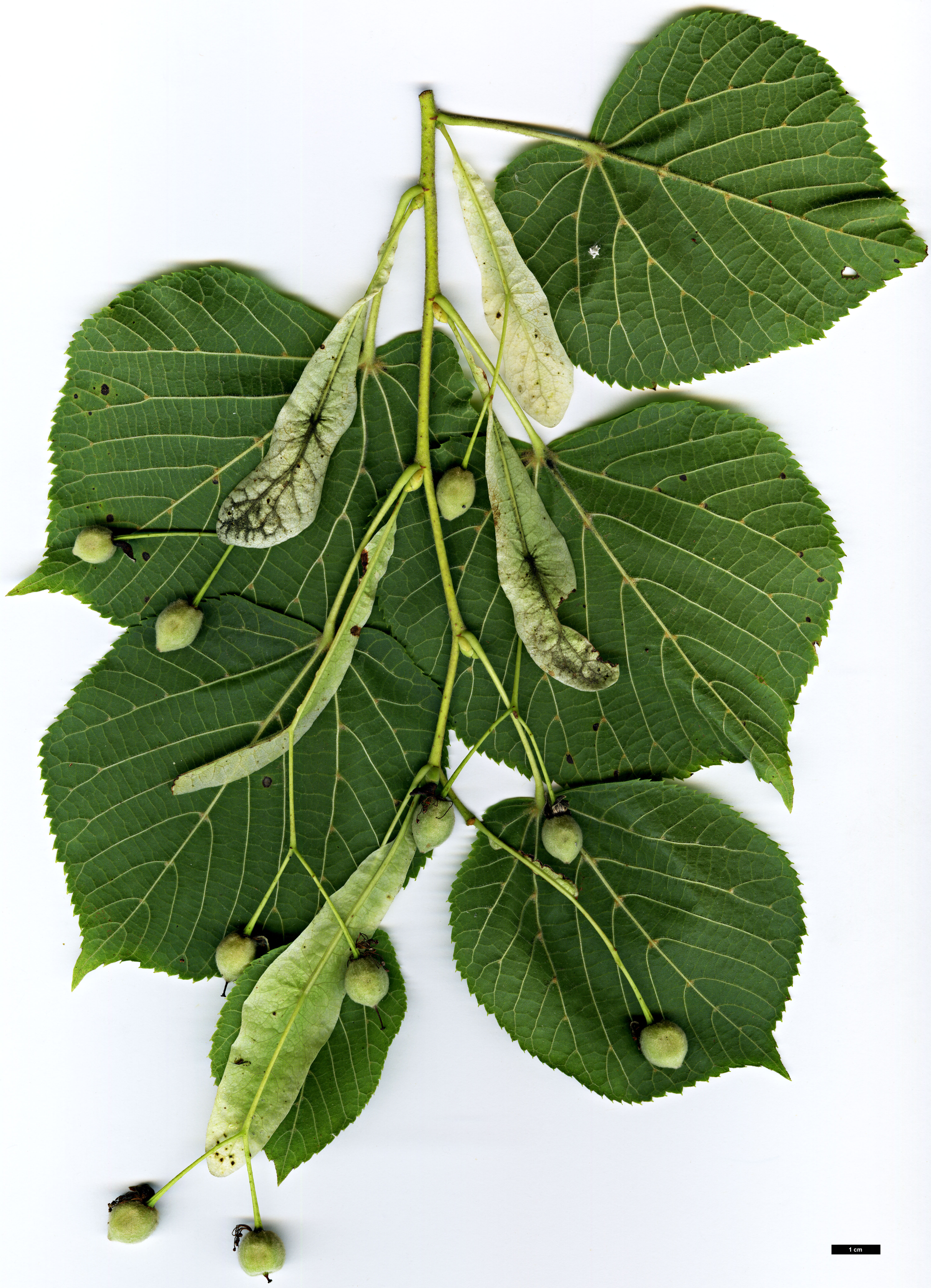 High resolution image: Family: Malvaceae - Genus: Tilia - Taxon: platyphyllos - SpeciesSub: subsp. cordifolia